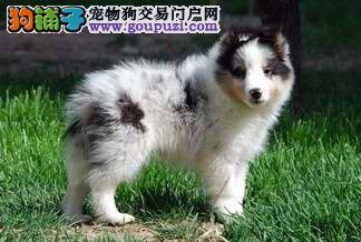 一定要让喜乐蒂犬远离糖