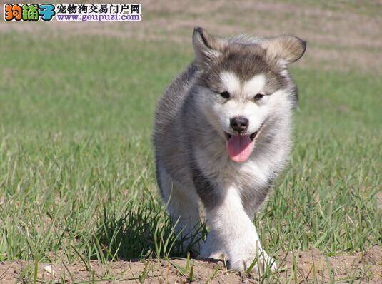 训练阿拉斯加犬重新认识笼子的方法