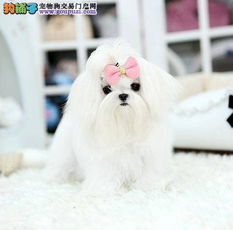 马尔济斯犬有口臭怎么办 需要刷牙吗