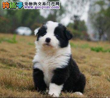边境牧羊犬总是不便便怎么回事