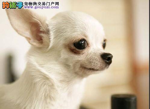 吉娃娃怎么才能适应这个新家以及如何喂养