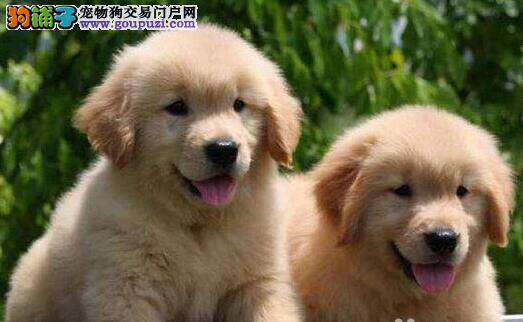 春季护理要谨慎 如何让金毛犬更健康