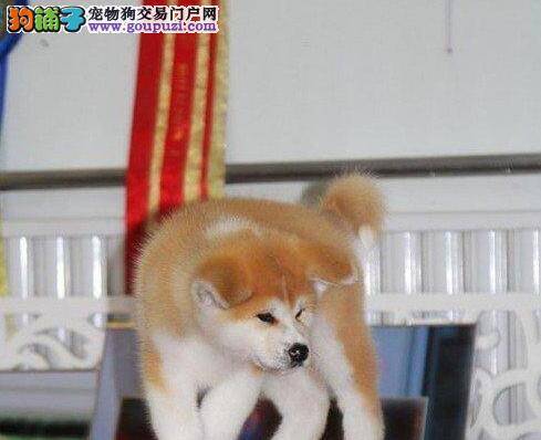 健康基因链对秋田犬幼犬的影响