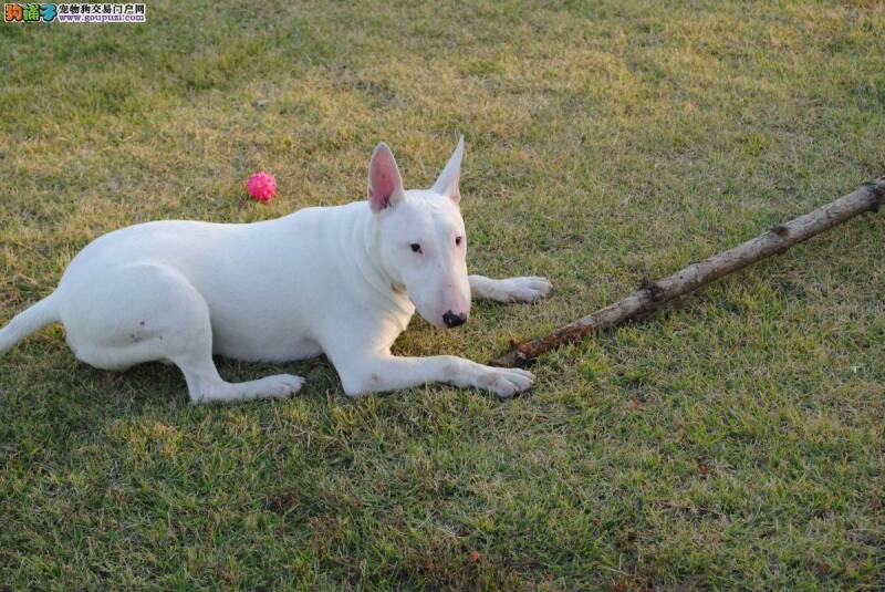 如何给牛头梗准备一个温馨的小家——犬舍