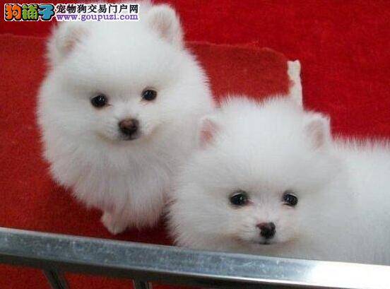 博美犬怀孕期间吃鸡肉会化胎么