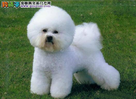 辨别疾病前兆 分析比熊犬是否健康