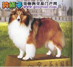 怎样让喜乐蒂犬的皮毛柔顺不打结