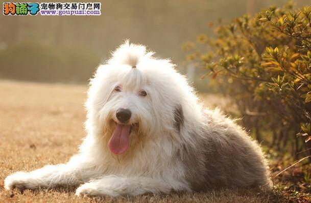 狗狗产后护理 古代牧羊犬产后基本护理知识