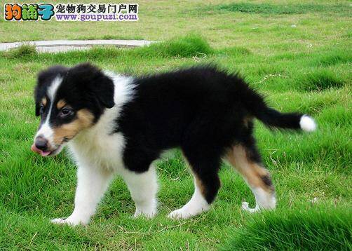 如何护理好苏格兰牧羊犬最重要的器官——耳朵
