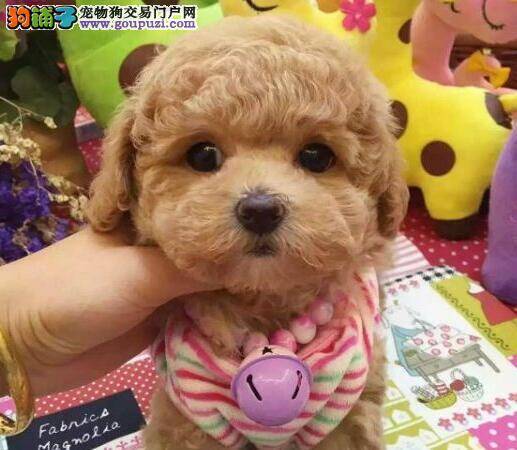 泰迪犬患上细小疾病的症状及治疗方法