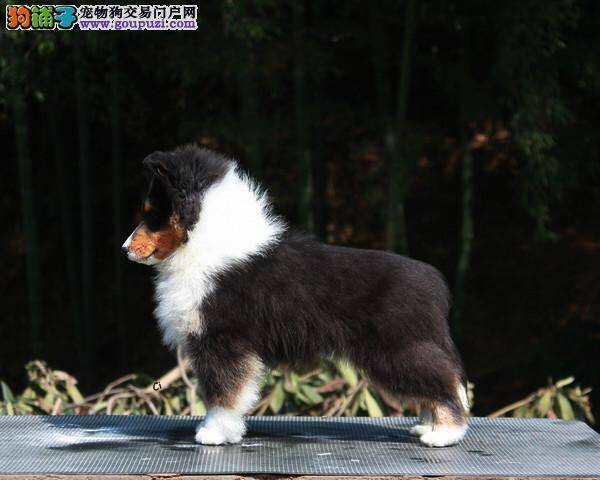 小喜乐蒂犬到家2天腹泻拒食该怎么办