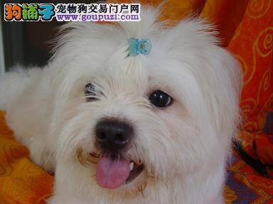 如何与陌生狗狗接触？30分钟搞定陌生马尔济斯犬