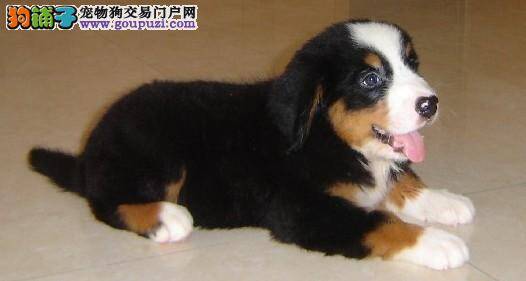 伯恩山犬各项体征都正常为什么还不吃饭