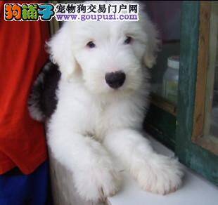 古代牧羊犬寄生虫绦虫病的特征与防治方法