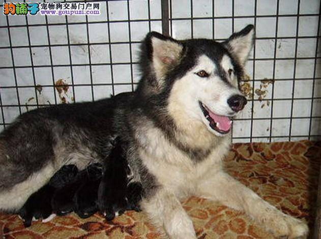 了解阿拉斯加犬出现呕吐的原因和症状