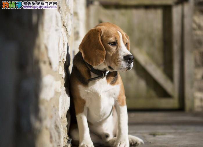 如何帮助比格犬分辨钙片的真假