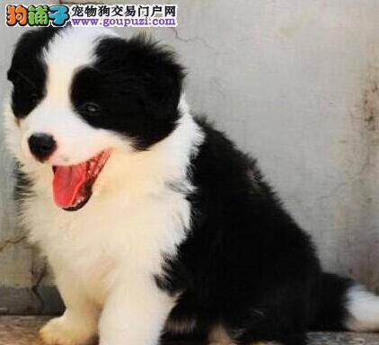 清凉舒适宠物房 夏季还边境牧羊犬一个凉爽的生活