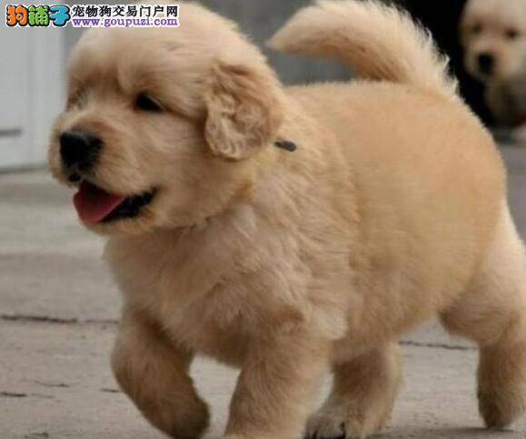 饲养金毛犬的价值以及有哪些好处