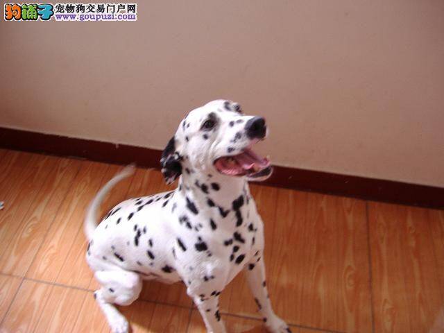 幼犬巧喂养 如何照顾新生儿斑点狗