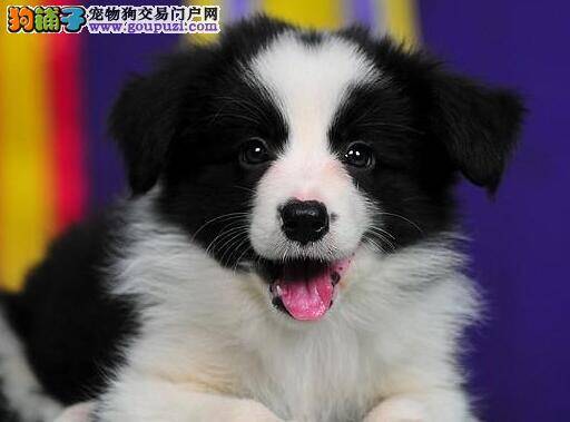 饲养边境牧羊犬的好方法