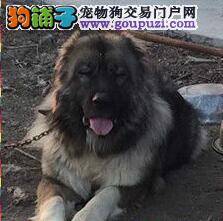 保证生长动力 喂养高加索犬时要注意