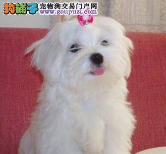 赶走虱子，还马尔济斯犬健康