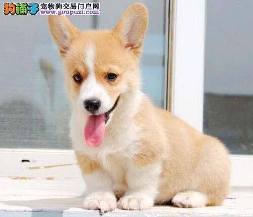 柯基犬怀孕52天吐黄水、拉稀该怎么办