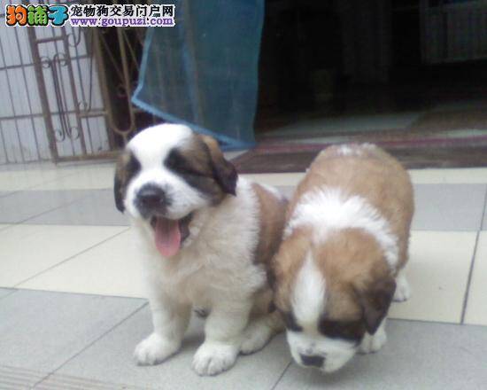 怎样让圣伯纳犬养成良好的饮食习惯