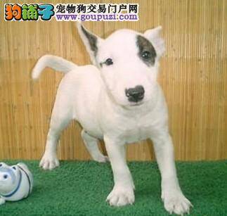 牛头梗细小刚好 吃东西不消化怎么办