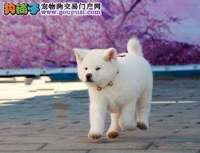 摄盐过量有危险 秋田犬食用需谨慎