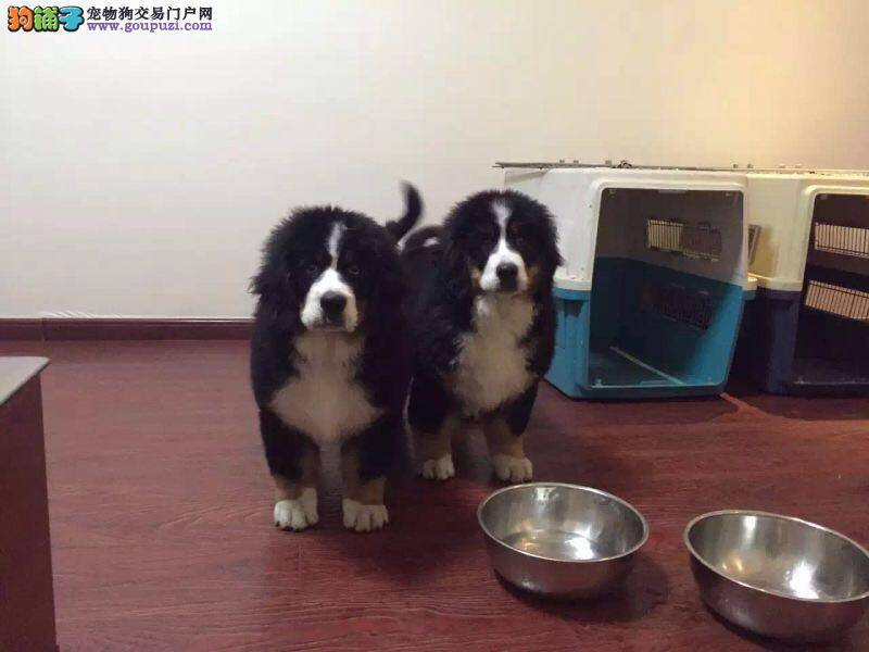 科学饲养伯恩山犬需要谨记三点