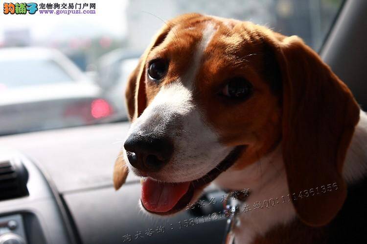 比格犬犬瘟热康复后会有哪些后遗症 怎么治疗