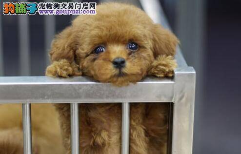 合理饮食会让泰迪犬保持健康体态及优质毛发