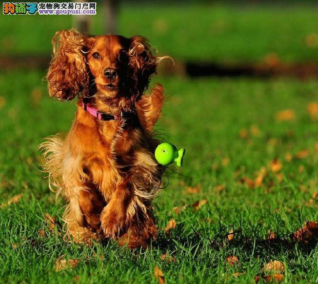 可卡犬吃多了就会拉稀怎么办