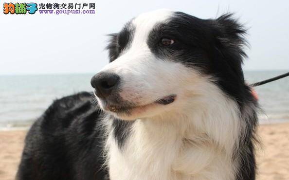 喂养边境牧羊犬期间须知两个要点
