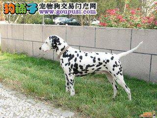 家有两只斑点狗如何科学喂养呢