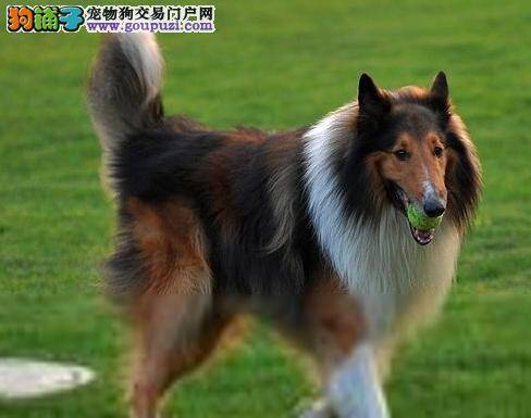 喂养苏格兰牧羊犬期间须准备哪些生活必备品