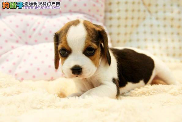 生活中应该给比格犬吃哪些食物 求答案
