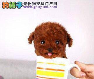 炎热夏季饲养泰迪犬幼犬的管理方法