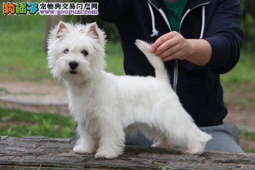 西高地咬人的重要原因