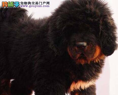 怎么才能让藏獒在我出门的时候不叫