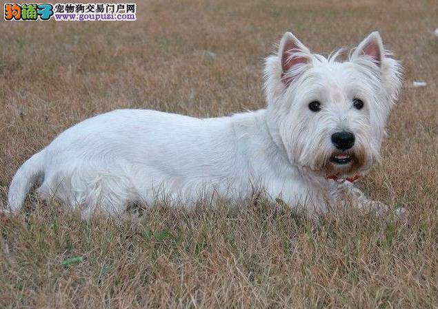 西高地犬食用生肉的四大好处