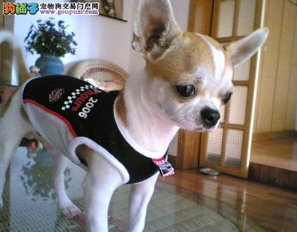 美容秘笈之如何正确的给吉娃娃梳理毛发