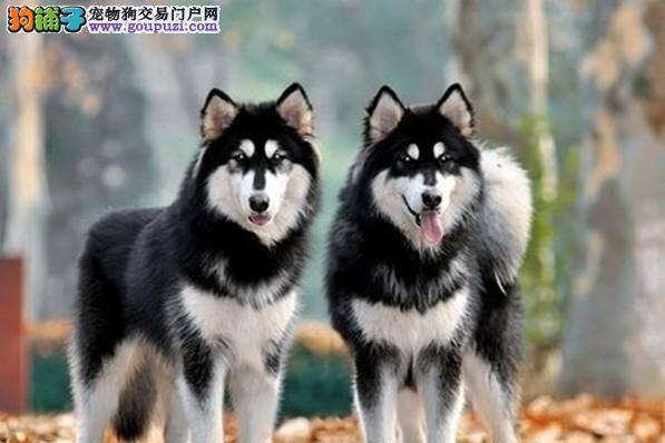 生活常识之喂养哈士奇期间需注意哪些事情