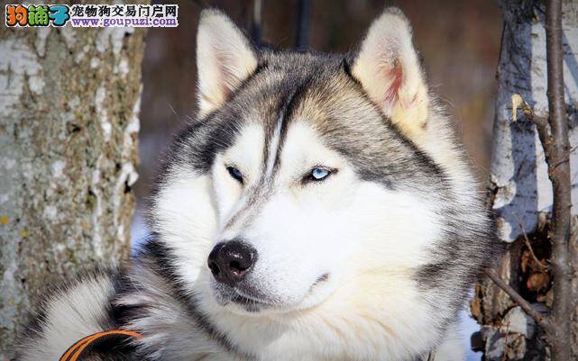 天天有个好心情 怎样安抚阿拉斯加犬的情绪