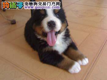 伯恩山犬吐白色泡沫状液体带血怎么办