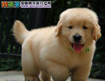 金毛犬为什么会拉稀？金毛犬拉稀的原因