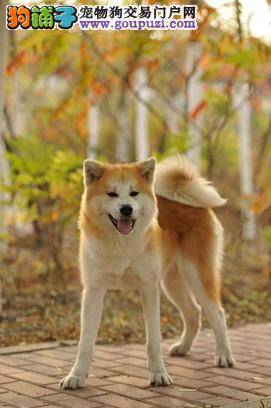 想要秋田犬健康身体好 维生素们少不了