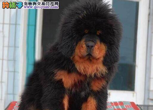 藏獒患上细小四天了求医治