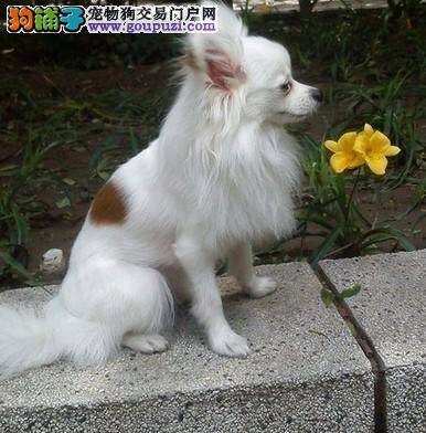 蝴蝶犬打疫苗后多久才能洗澡呢